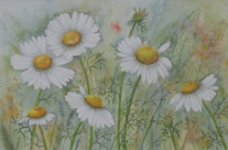 Margeriten 60×40