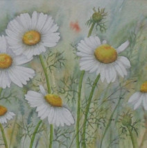Margeriten 60×40